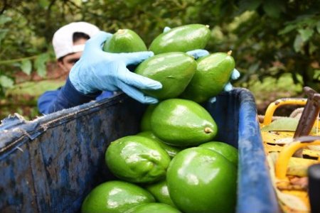 El Chocó se suma a los departamentos que exportan aguacate hass a Europa