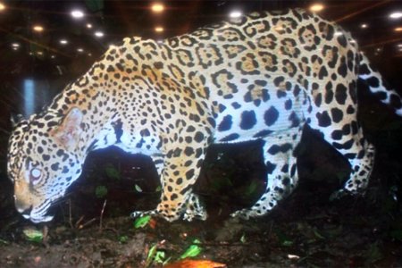 En zona rural de Buenaventura se han avistado 2 jaguares