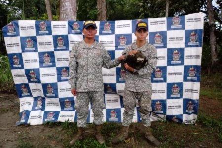 La Armada Nacional rescató una tortuga y un oso perezoso que se encontraban en peligro en el pacífico colombiano