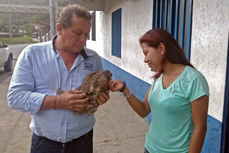 Gracias al aviso de la comunidad, se salvó un perezoso que estaba en cautiverio
