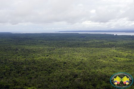 El Pacífico, una de las regiones de Colombia con mayor descenso en la deforestación