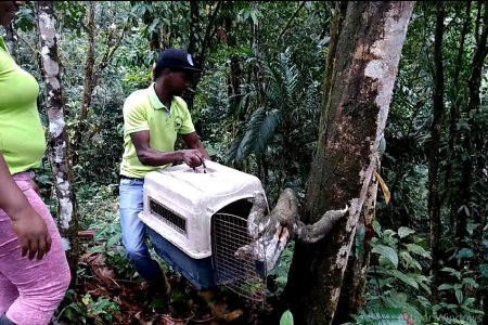 CVC rescata y libera un oso perezoso hembra en Santa Elena, zona rural de Buenaventura