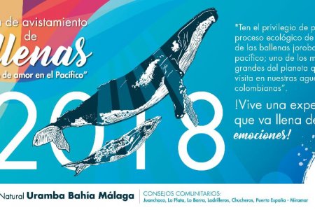 Dimar invita a apreciar la temporada de avistamiento de ballenas: “Concierto de amor en el Pacífico”