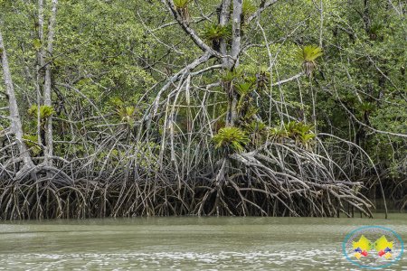 El 26 y 27 de julio se celebra el Día Internacional de la Defensa del Manglar