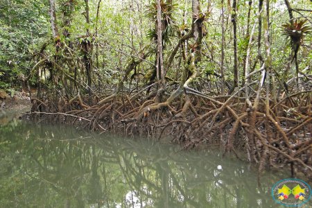 Conservación Internacional y WWF revisan resultados del proyecto GEF Manglar