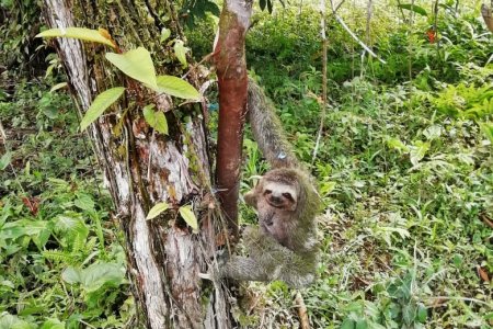 La CVC realizó en Buenaventura el rescate y posterior liberación de dos osos perezosos que fueron sacados de su hábitat