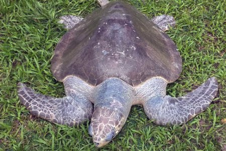 Biólogos de la Dimar apoyaron rescate de tortuga Golfina en Tumaco