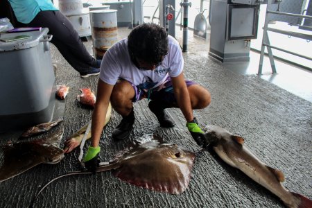 Iniciaron los muestreos en las investigaciones de la Expedición Científica Pacífico 2018