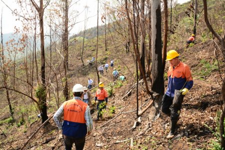 La CVC lideró la siembra de  un centenar de árboles en cerro de Dapa