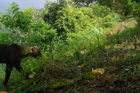 Cámaras trampa revelan la riqueza de la fauna en la Reserva Nirvana en Palmira