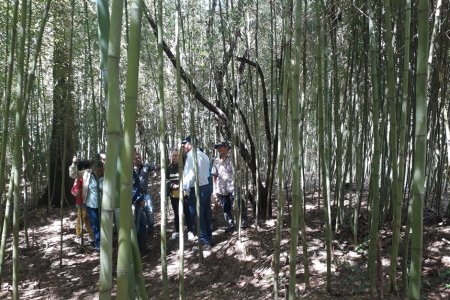 Los habitantes de la zona rural en Florida aprovechan adecuadamente la guadua