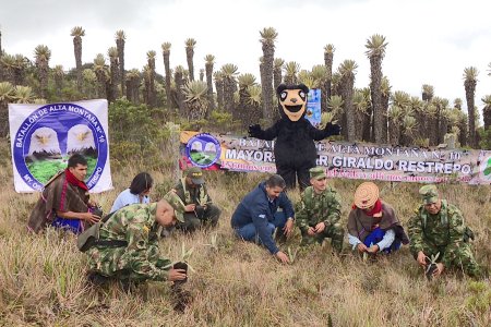 Con segunda siembra de frailejones, Ejército y CVC trabajan por la preservación de páramos en Tuluá