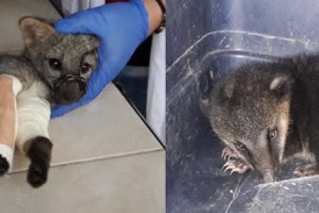 #ValleDelCauca Un zorro ca&ntilde;ero y un cusumbo fueron rescatados por la CVC en el centro del Valle