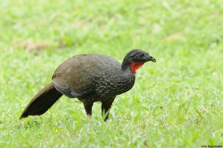 Crean mesa nacional para conservar la Pava Caucana