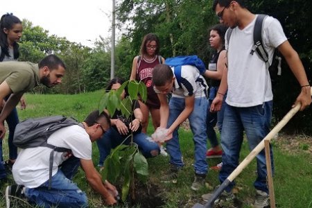 Univallunos sembraron más de un centenar de árboles en Zarzal