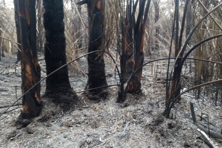 Sequía y calor provocan incendio en el Parque Nacional Natural Los Katíos en Chocó y Antioquia