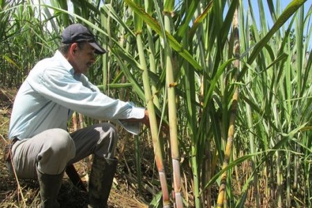 Gobernadora defiende la economía legal que genera el cultivo de la ca&ntilde;a de azúcar en el Valle