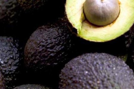 Desde el Valle del Cauca se exporta aguacate hass al mercado norteamericano