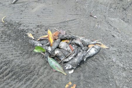 Se realiza la recolección de peces muertos en la bahía de Buenaventura