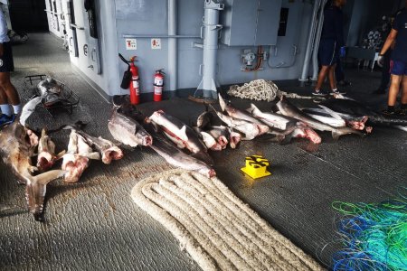 La Armada de Colombia incautó más de una tonelada de pesca ilegal en aguas del pacífico