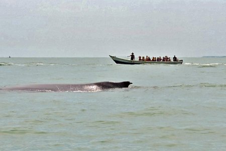 Más de 10.000 personas se transportaron por vía marítima en Buenaventura durante puente festivo y por temporada de avistamiento de ballenas