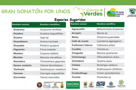 El jueves 26 de septiembre inicia la donatón de árboles para reforestar cerros de Cali y Dapa