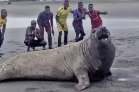 Fue avistado un elefante marino en la desembocadura del río Yurumanguí, zona rural de Buenaventura
