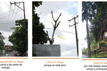 Celsia efectúa aprovechamiento de árboles que representan riesgos para comunidades y para la prestación del servicio en Buenaventura