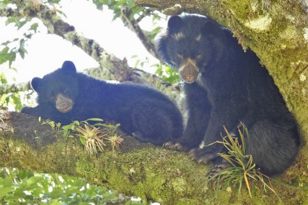 Registrada mamá Oso de Anteojos lactando a su cría en el Huila