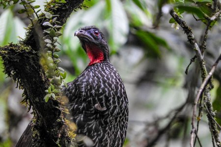 En el Valle del Cauca se unen esfuerzos para prevenir la extinción de la Pava Caucana