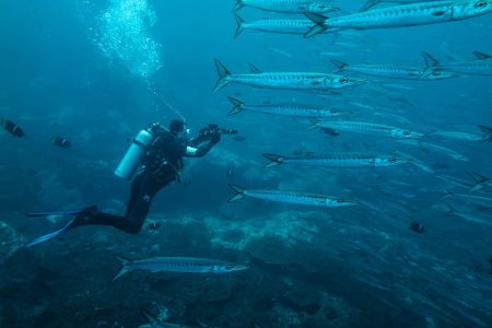 El Parque Nacional Natural Gorgona y el Santuario de Fauna y Flora Malpelo reabrieron sus puertas al ecoturismo