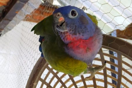 Conoce el hogar de paso de Buenaventura para animales que apoya a la CVC