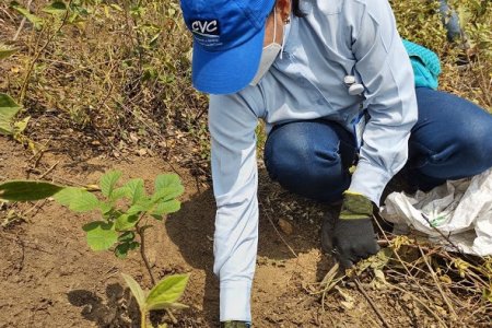 En el Valle del Cauca se sembrarán 13 mil árboles en su día mundial