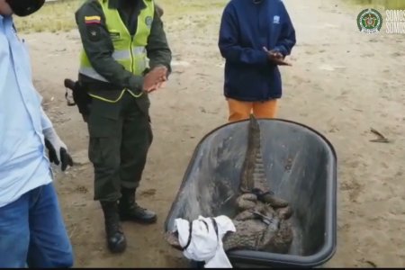 La Policía halló una babilla en La Bocana