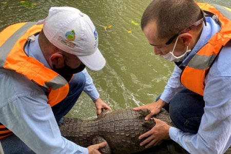 Funcionarios de la CVC liberaron babilla en Buenaventura