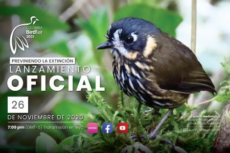Se lanza Colombia BIRDFAIR 2021 con programación virtual