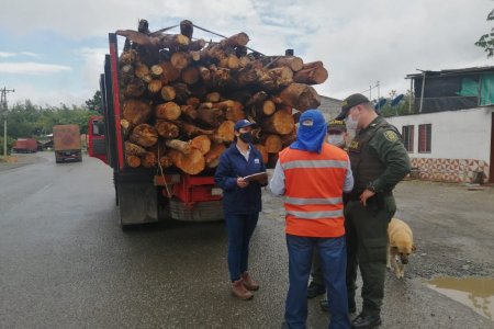 La CVC no baja la guardia frente al tráfico ilegal de madera
