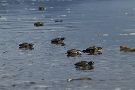 Más de 11.500 huevos y más de 140 nidos de tortuga caguama del pacífico han sido sembrados durante esta temporada reproductiva en las playas del Parque Nacional Natural Sanquianga