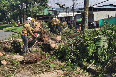 El alcalde encargado de Buenaventura, Mauricio Aguirre Obando supervisó tala y poda de árboles para disminuir riesgos en la ciudadanía