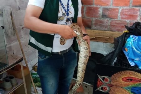 La CVC rescató una boa constrictor en zona urbana de Argelia