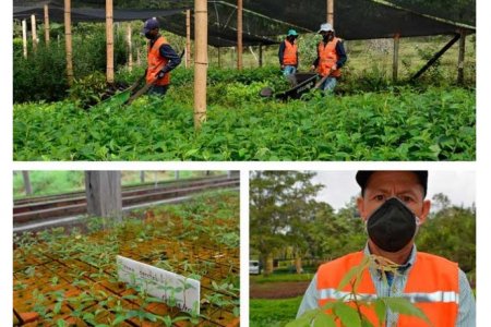 Celsia alcanzó los 5,7 millones de árboles nativos sembrados en Antioquia, Valle y Tolima con su programa ReverdeC