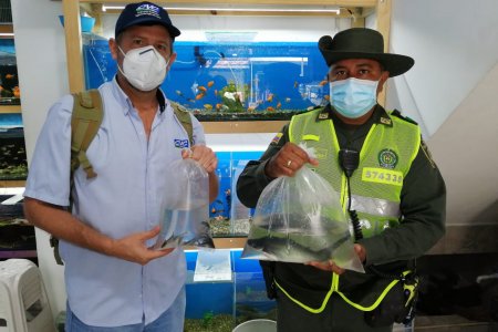 La CVC junto con la Policía Nacional decomisó 16 tiburoncitos en tienda de mascotas de Buga