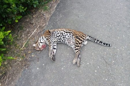 Ocelote atropellado en Toro, Valle, representa una gran pérdida para el ecosistema