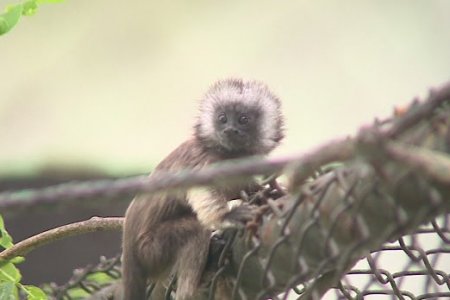 Nació tití gris en resguardo animal de La Unión, Valle del Cauca