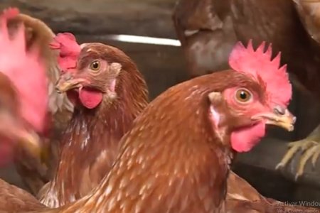 Qué hacer frente a mortalidad de aves por bloqueos en vías nacionales, la CVC da recomendaciones y restricciones para disposición final