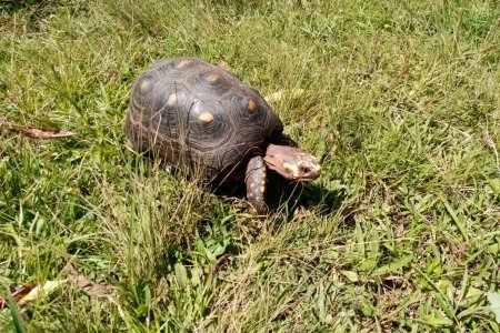Tortuga fue rescatada en vía de Calima El Darién