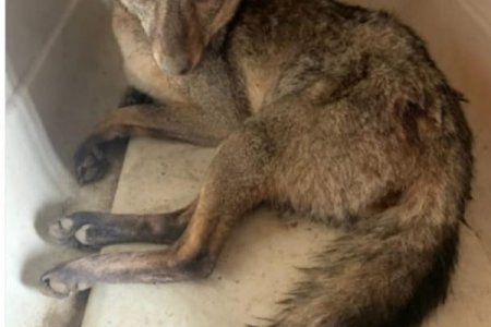 Zorro en mal estado fue rescatado en Riofrío, Valle, y muy pronto volverá a su hábitat