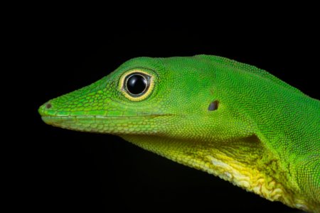 Un atardecer, un cangrejo y un reptil, imágenes ganadoras de concurso de foto ambiental
