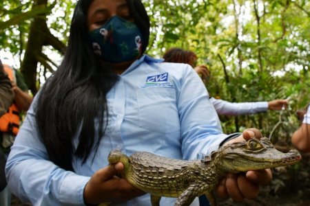 La CVC liberó 83 individuos de especies silvestres, en Buenaventura
