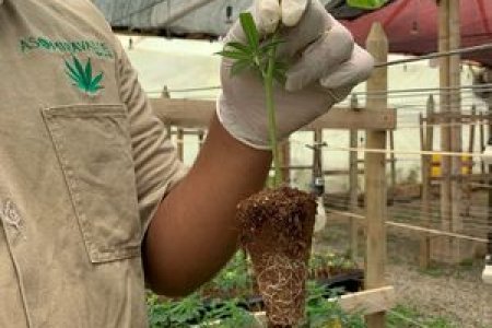 El Valle del Cauca es el primer departamento con una cadena productiva de Cannabis Medicinal e Industrial